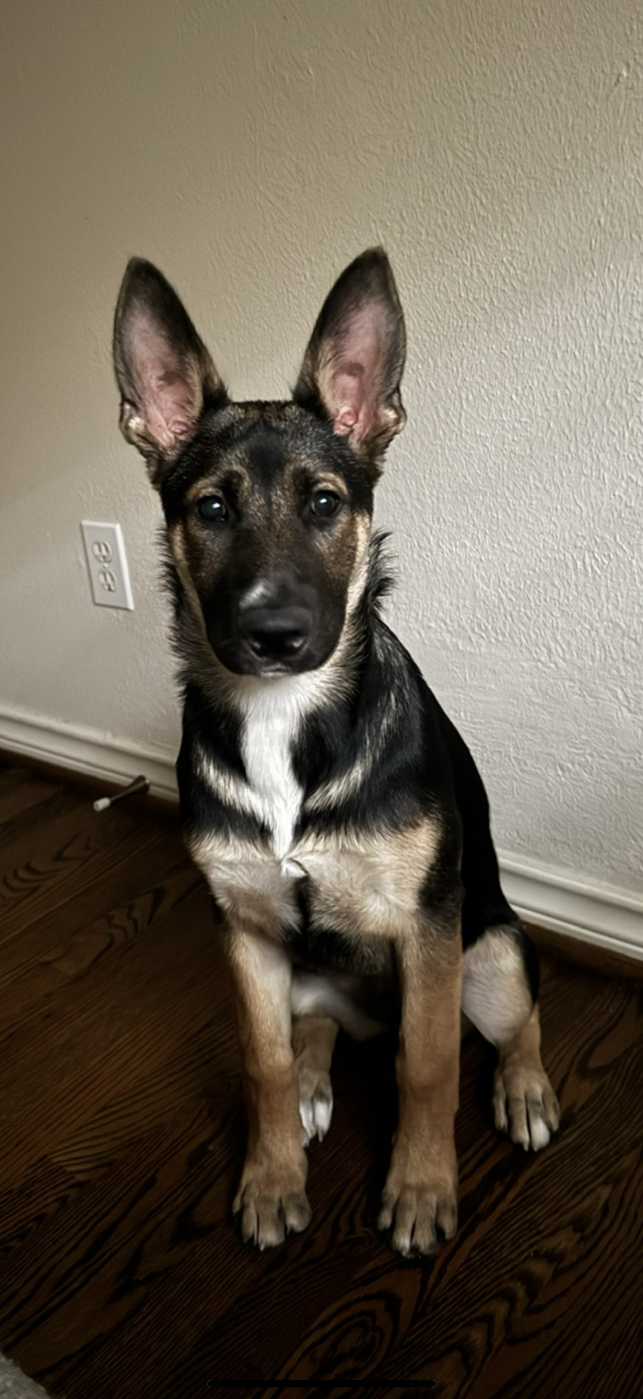 Sponsor a Shelter Dog