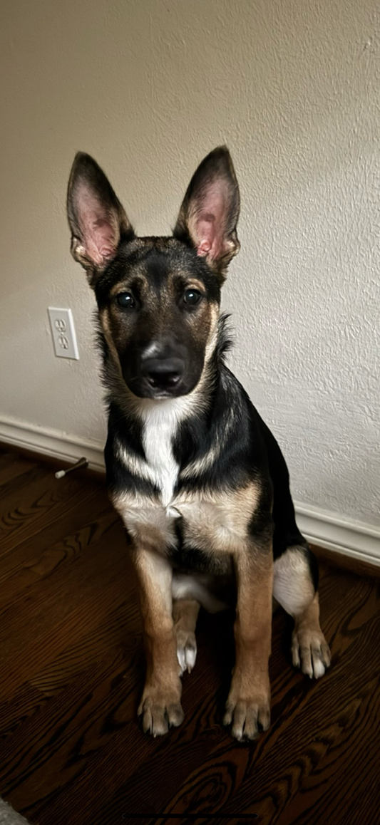 Sponsor a Shelter Dog